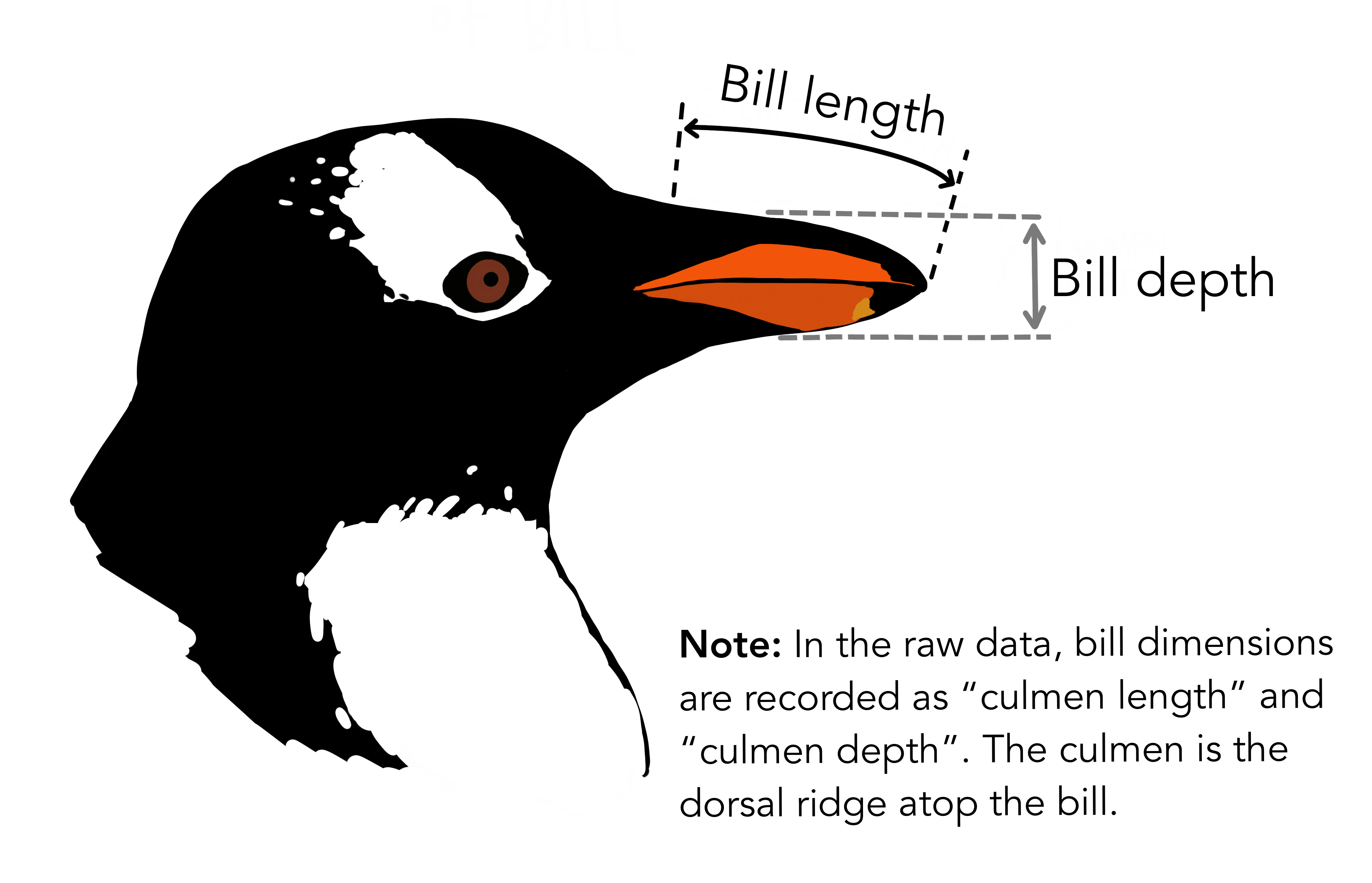 Illustration of the beak dimensions called culmen length and culmen depth in the dataset